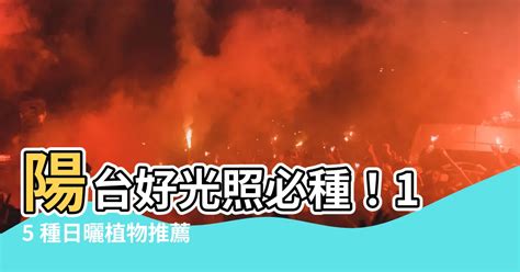 日曬植物|陽光養護指南：半日照、全日照、全日曬植物的最佳照光